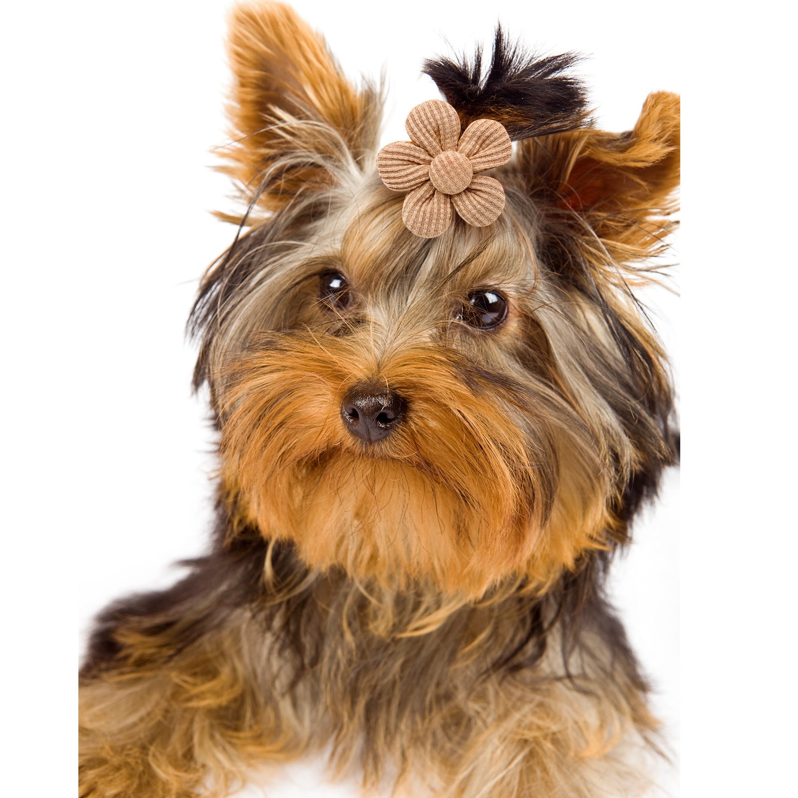 Pet Flower Headdress – Spring Solid Color Accessories for Dogs & Cats